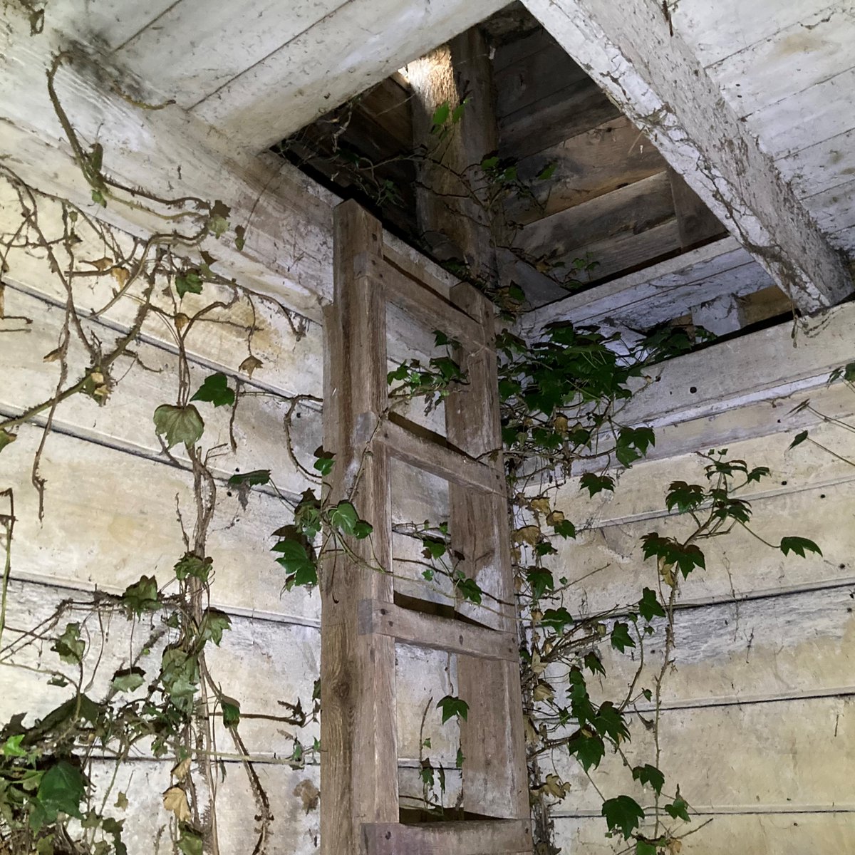 Blake_Architect's tweet photo. Interesting visit last week for an initial condition fabric survey of a series of #barns. Love seeing the #historic details of these structures &amp; a prominent #carpentersmark was an exciting find. #architecture #conservation #repairs #barnconversion #timberframe #blakearchitects https://t.co/V7GxP6wIVr