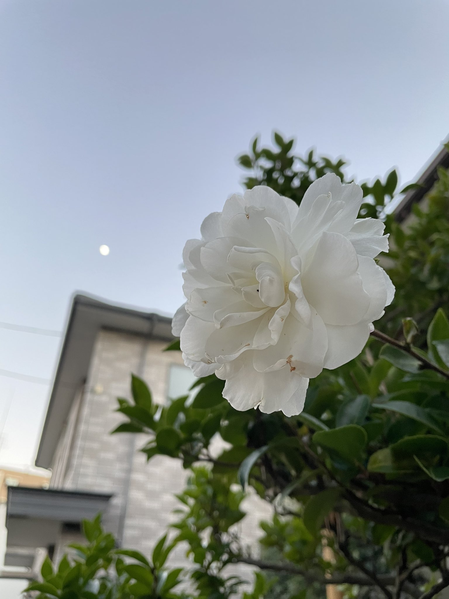 Audrey 庭 山茶花 花言葉 困難に打ち勝つ ひたむきさ ポインセチア 猩猩木 花言葉 聖なる願い シクラメン 篝火花 花言葉 清純 思慮深い T Co Dqylzhhujx Twitter