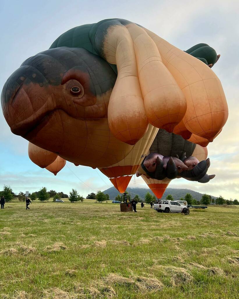 Fran Tapia (@_fran_t) on Twitter photo If only all Mondays started like this… what a treat; saw skywhale and skywhalepapa take to the skies this morning in preparation for their tour next year…. The magnificent artworks by the talented <a href="/patricia/">Tiffany Perez</a>.piccinini always leave me smiling (speciall… instagr.am/p/CXa8kRlJA2c/ If only all Mondays started like this… what a treat; saw skywhale and skywhalepapa take to the skies this morning in preparation for their tour next year…. The magnificent artworks by the talented <a href="/patricia/">Tiffany Perez</a>.piccinini always leave me smiling (speciall… instagr.am/p/CXa8kRlJA2c/