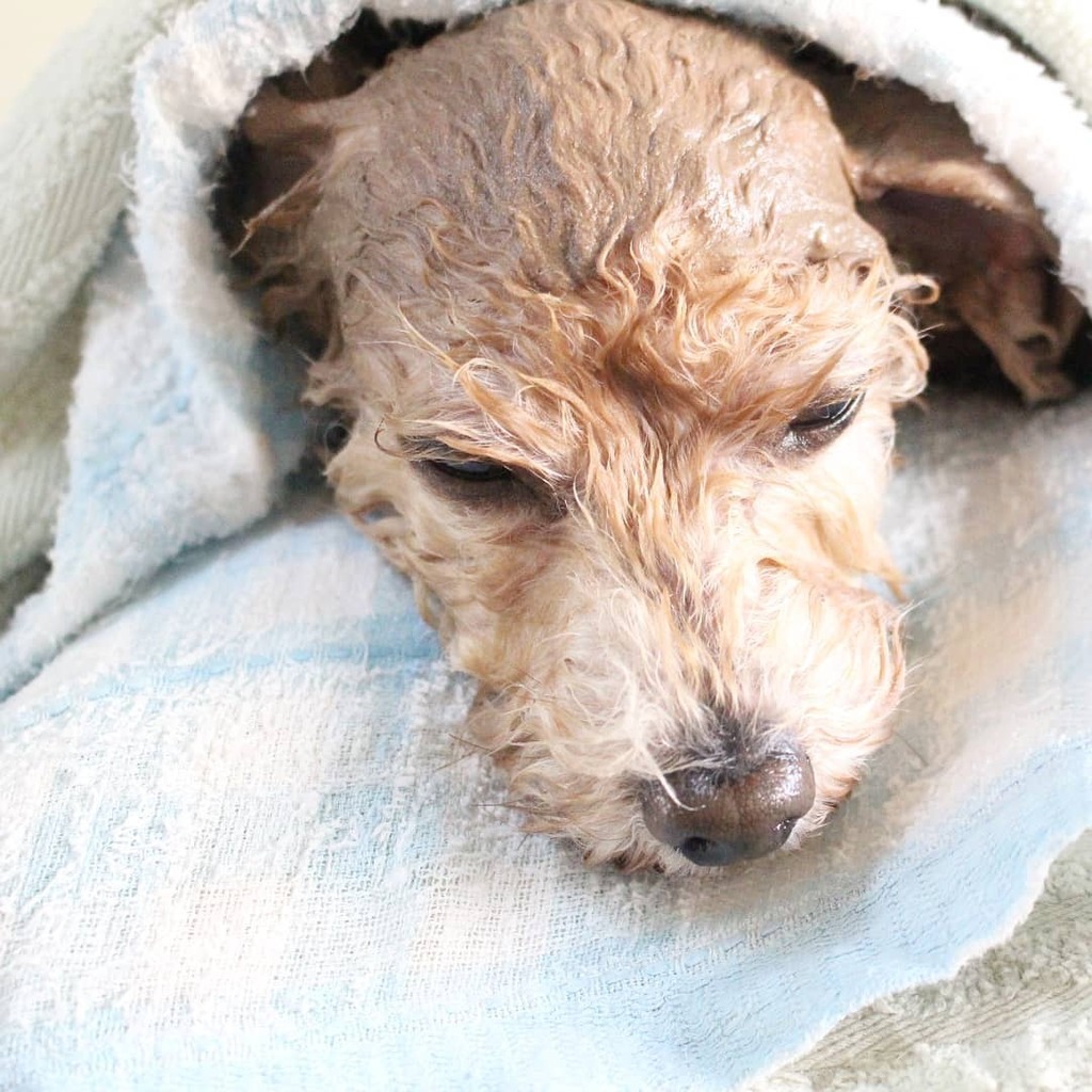 toutouwill's tweet photo. トイプードルのビスコくん♪

クレイパック中☆

#トイプードル #ビスコくん #犬 #クレイパック #ドッグエステ #toypoodle #dog #claypack https://t.co/UZYj5ytuLB https://t.co/oNLp6LitNl