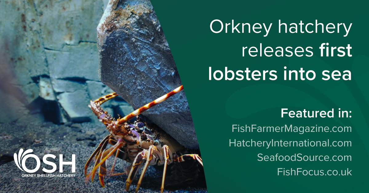 OrkneySH's tweet photo. Orkney Shellfish Hatchery was recently featured in @fishfarmermag, in an article discussing the release of our first stock of land-raised European clawed lobster juveniles into the sea.
Read more: https://t.co/VWts7bnzHr
#aquaculture #Scotland #oceanrestoration https://t.co/PuukpNaPjM