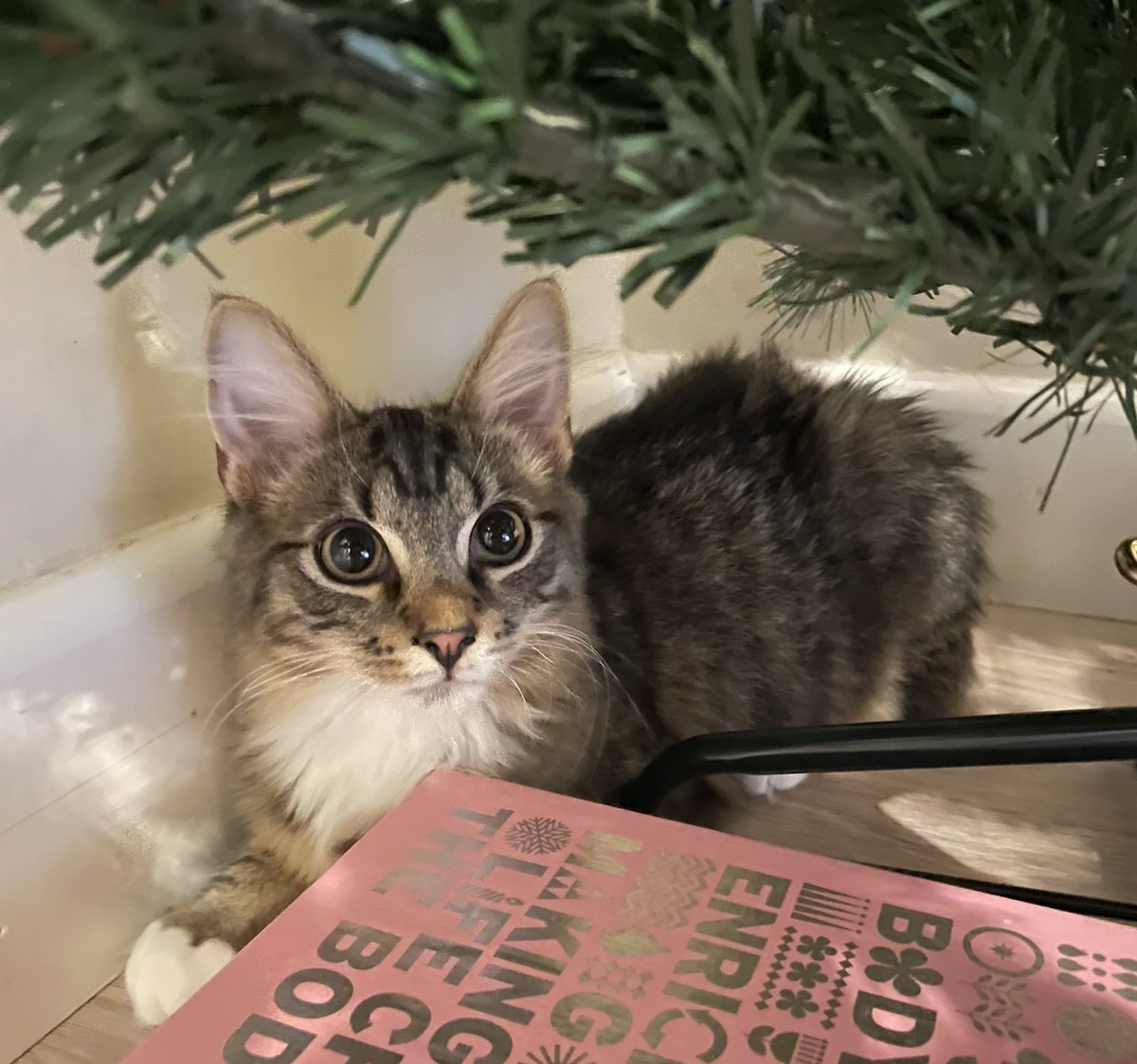 RT @Thor_tabby: I’m the mighty Thor. Guardian of the Christmas tree! #kittyloafmonday #catsatchristmas https://t.co/jQgx9qDzyv