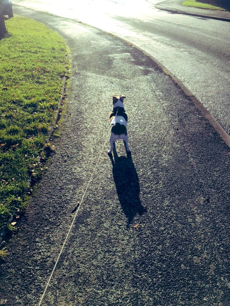 PussPussTopCat's tweet photo. What you saying about my shadow …. It looks like a fat balloon…. SHURRUP mummy your shadow was so big it’s not even in the picture .. https://t.co/6ap8ComikQ
