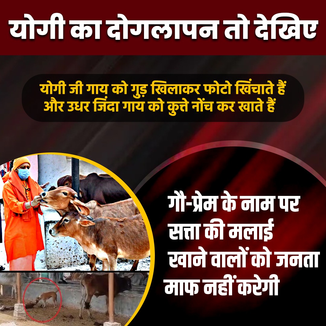 Priya62208763's tweet photo. योगी सरकार गौ रक्षा ने नाम पर यपीू की जनता को बस भड़काना जानती है उनकी सरुक्षा से इन्हें कोई
मतलब नहीं है #BJP_भगाओ_गाय_बचाओ https://t.co/pnLXgRtCkm