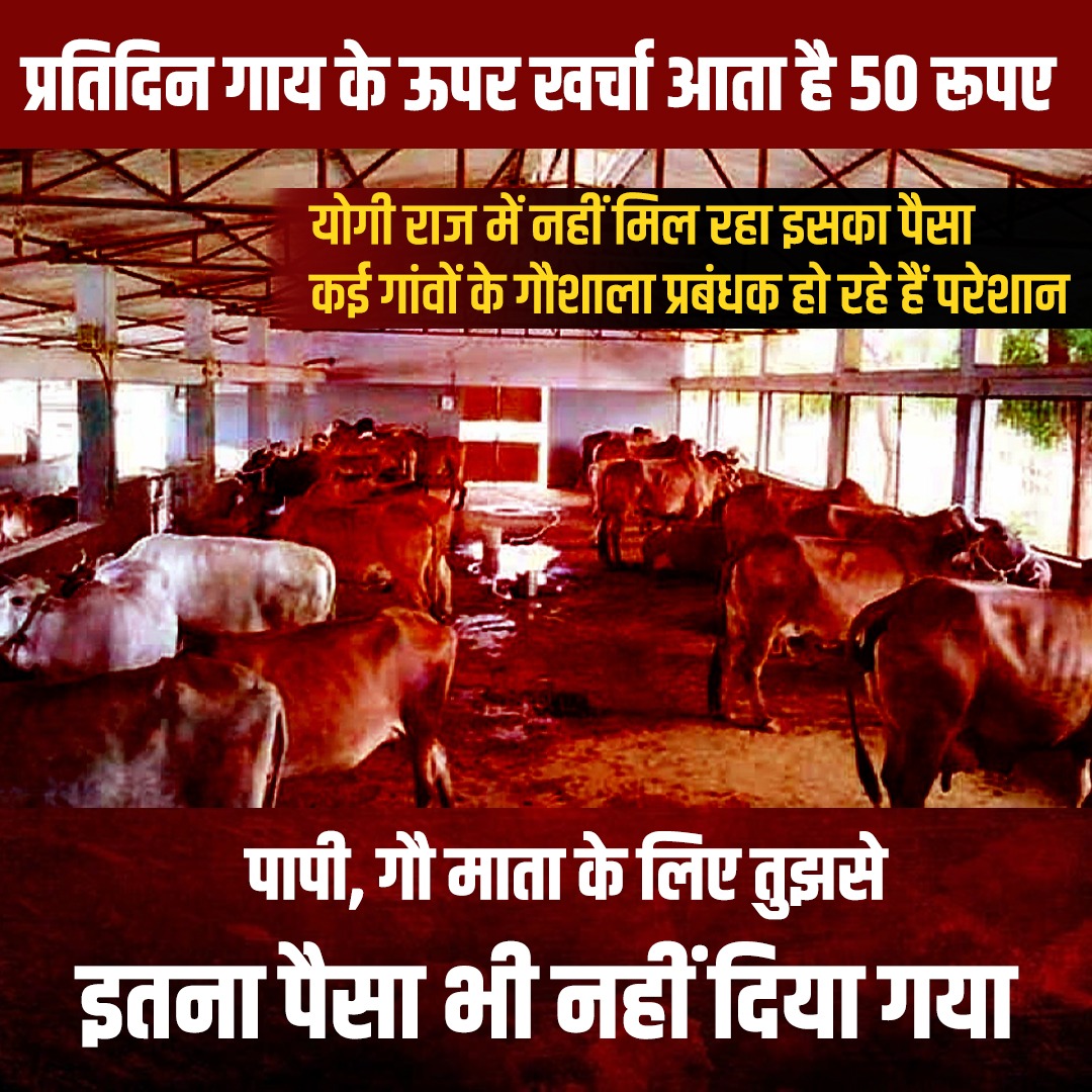 Reema74893220's tweet photo. बीजेपी के लिए गौ संरक्षण अभियान सिर्फ विज्ञापन तक ही सीमित है  #BJP_भगाओ_गाय_बचाओ https://t.co/2klWj1CWLY