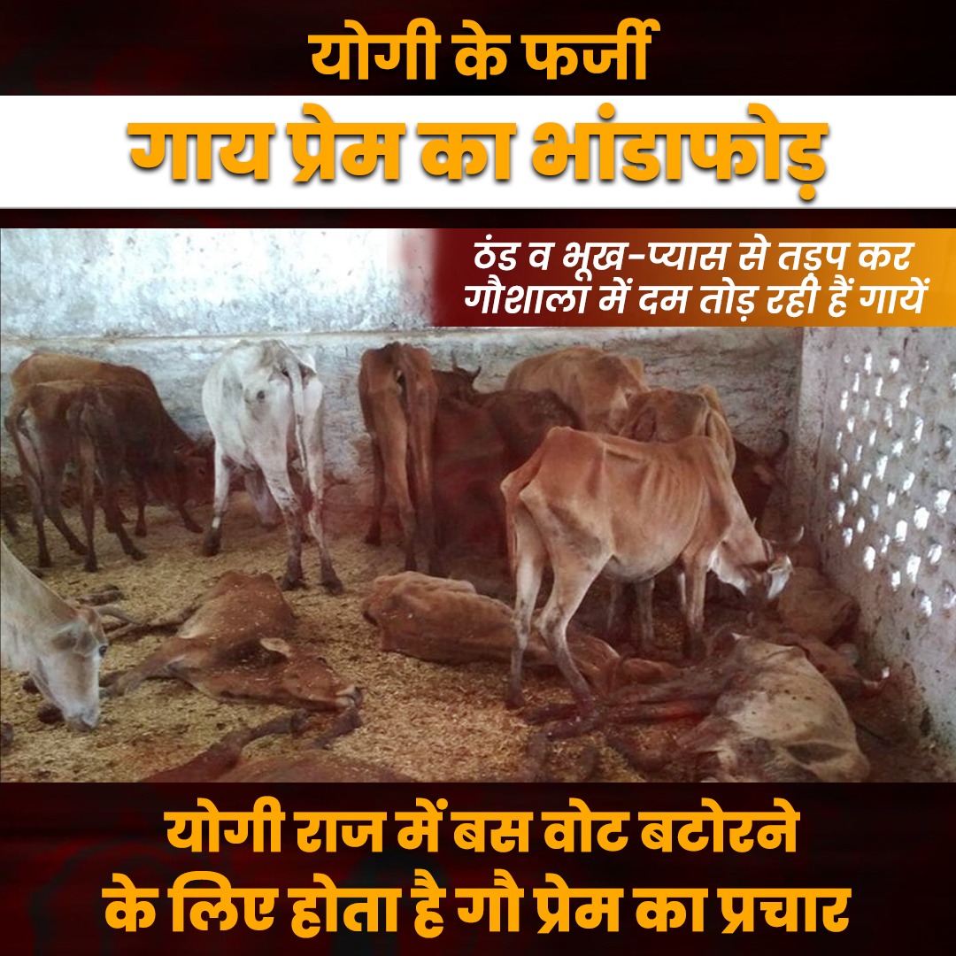 Reema74893220's tweet photo. उन्नाव में गौशालाओं का हाल ये है कि न छत है न चारा
गोवंश को भूख-प्यास और ठंड से मार रही है ये दोगली भाजपा सरकार  #BJP_भगाओ_गाय_बचाओ https://t.co/E94TjZGF8f