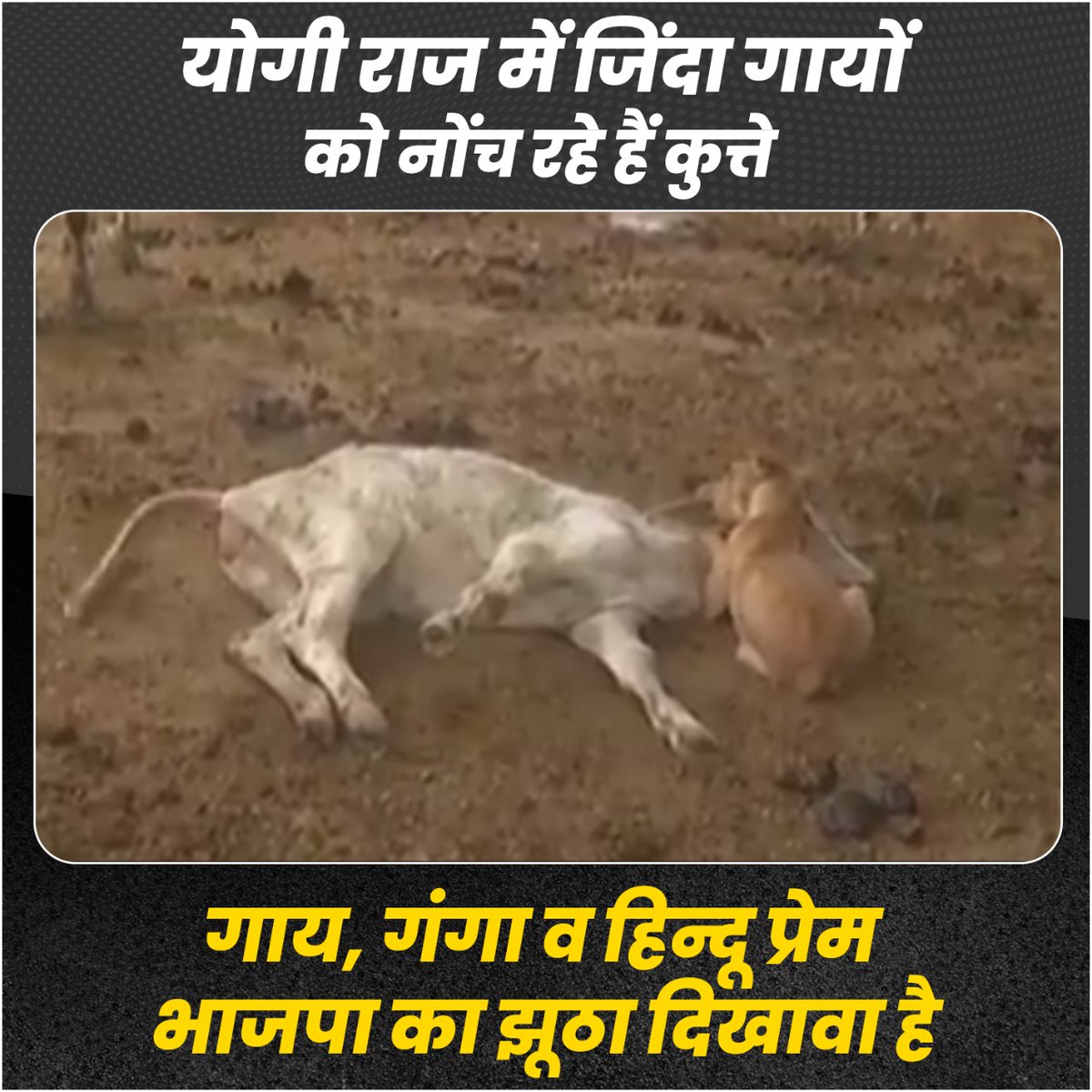 Priya62208763's tweet photo. हिन्दूधर्म मेंगाय को मारना मानव हत्या सेभी बड़ा दोष माना गया हैमगर भाजपाइयों को धर्म का
ज़रा-सा भी डर नहीं है, वेखलुआम बेसहारा, बीमार गायों को ज़िंदा ही ज़मीन मेंगड़वा देरहेहैं। आज
बाँदा मेंकिया है, कल परूेप्रदेश मेंकरेंगे।
घोर पाप हो रहा है। #BJP_भगाओ_गाय_बचाओ https://t.co/UYBokMtQnj