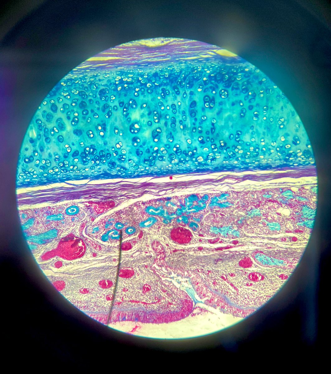 I'll be off for another week or 2 unless there's any important update  😭 half month of examination is waiting for me😭😭 

Anyway sharing this gorgeous image i took in class 🤩🤩