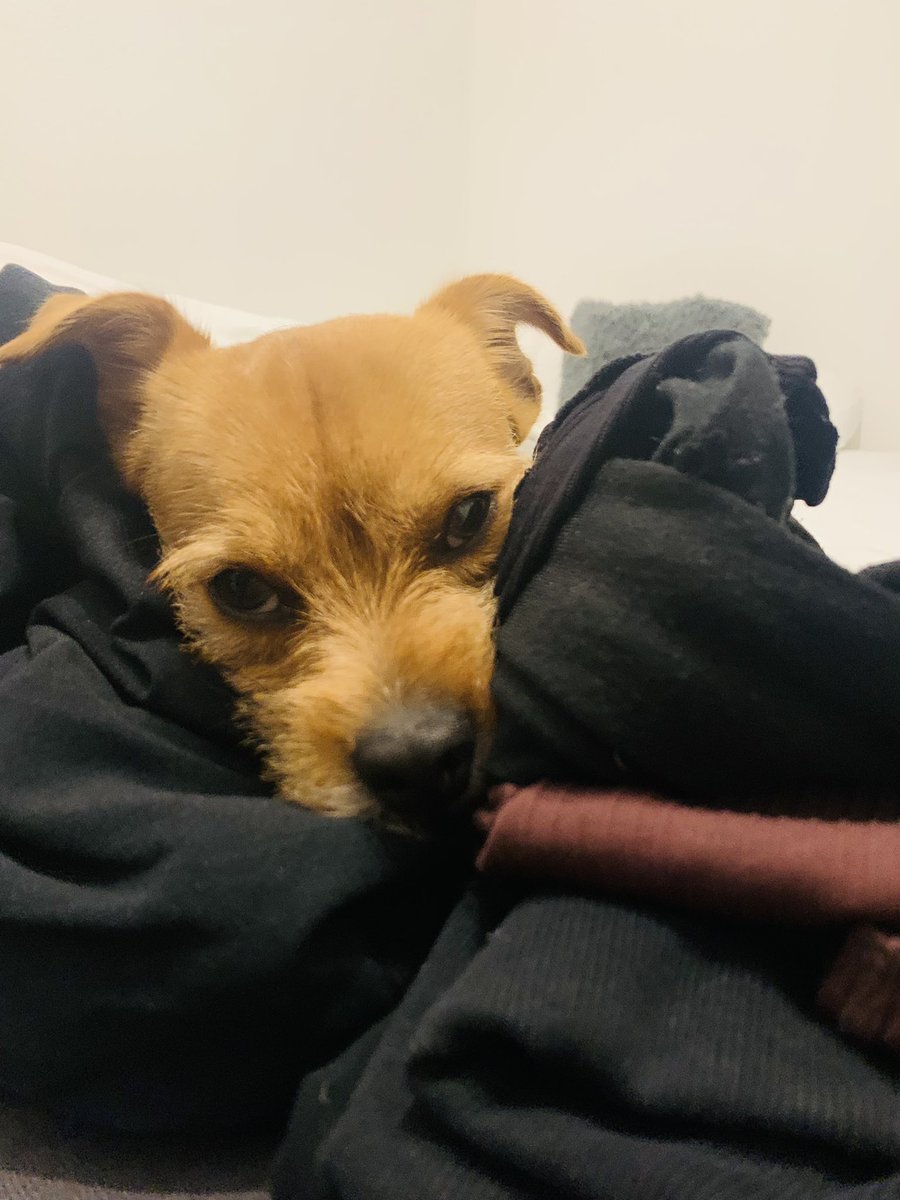 Bambilicous2's tweet photo. Es riecht einfach soooo gut, da bleib ich gleich mitm Kopf liegen😅

#hunde #tierschutz #tierschutzhund #hundeliebe #hundeleben #dogsoftwitter #dogs #cutedogs https://t.co/qEm38Ne9yn