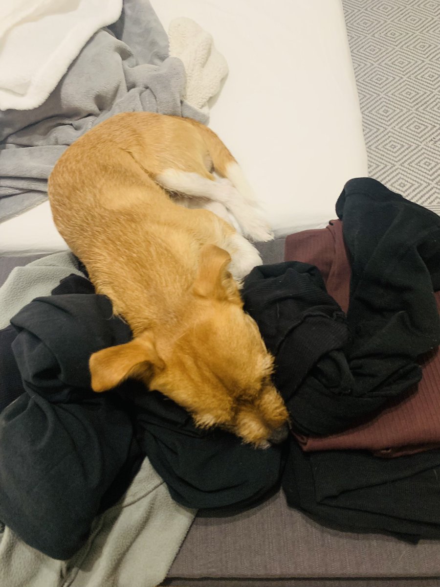 Bambilicous2's tweet photo. Es riecht einfach soooo gut, da bleib ich gleich mitm Kopf liegen😅

#hunde #tierschutz #tierschutzhund #hundeliebe #hundeleben #dogsoftwitter #dogs #cutedogs https://t.co/qEm38Ne9yn