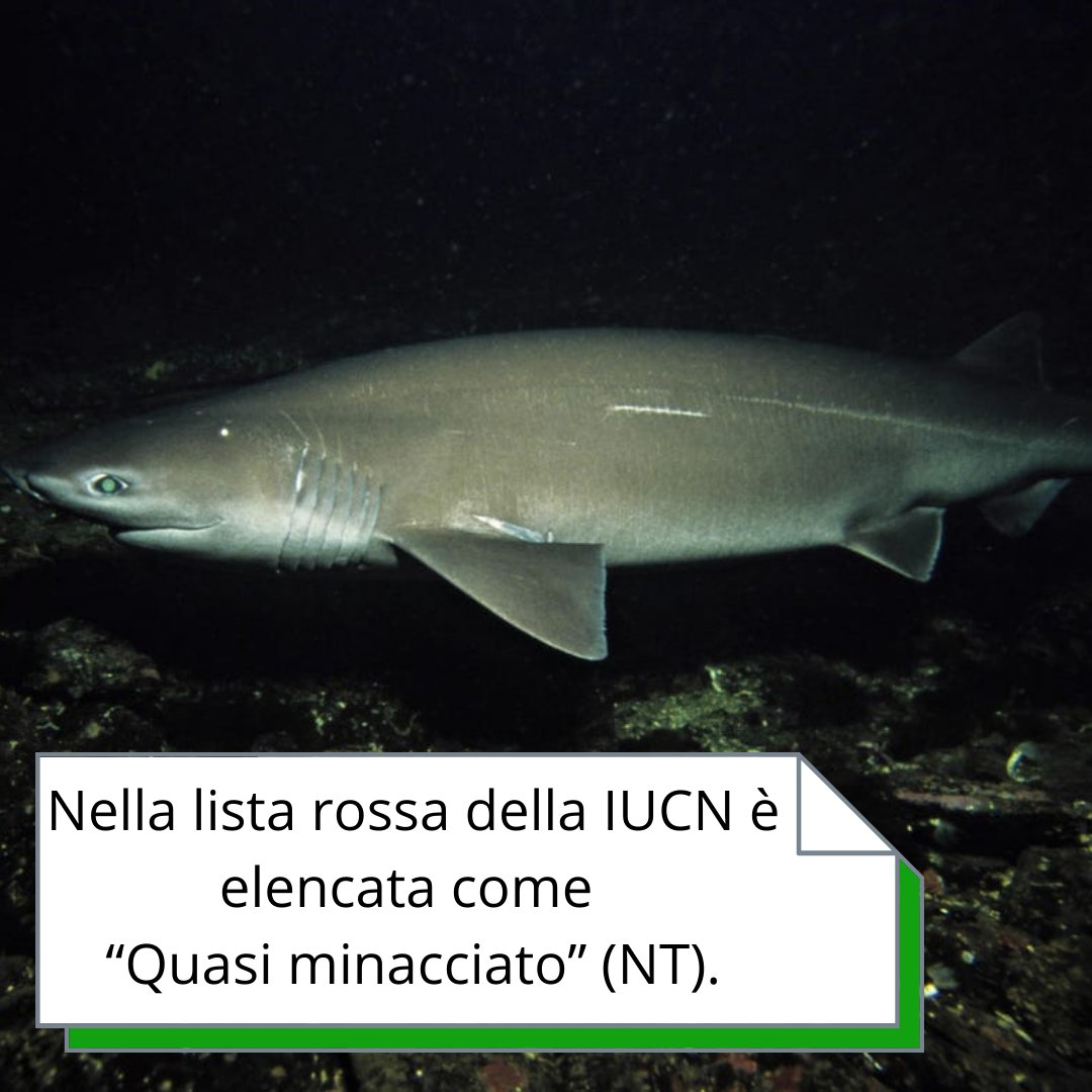 sharkPulse_italia tweet media