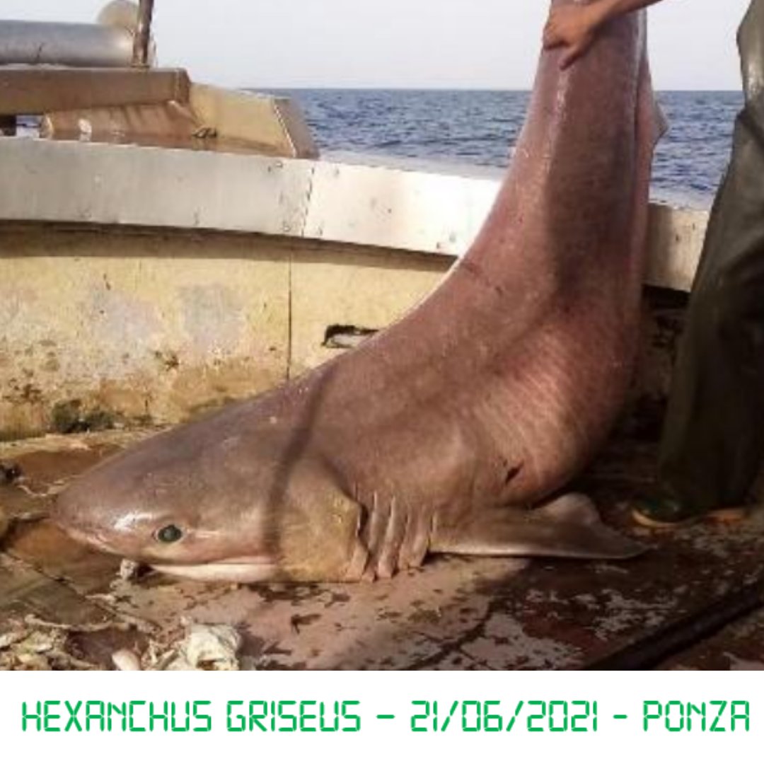 Lo squalo Capopiatto  appartiene alla famiglia degli Hexanchidae.🦈
La maggior parte degli esemplari sono vittime del bycatch durante la pesca di altre specie commerciali. Esempio: esemplare catturato accidentalmente (successivamente liberato) il 21 Giugno a Ponza (ultima foto)⚠️