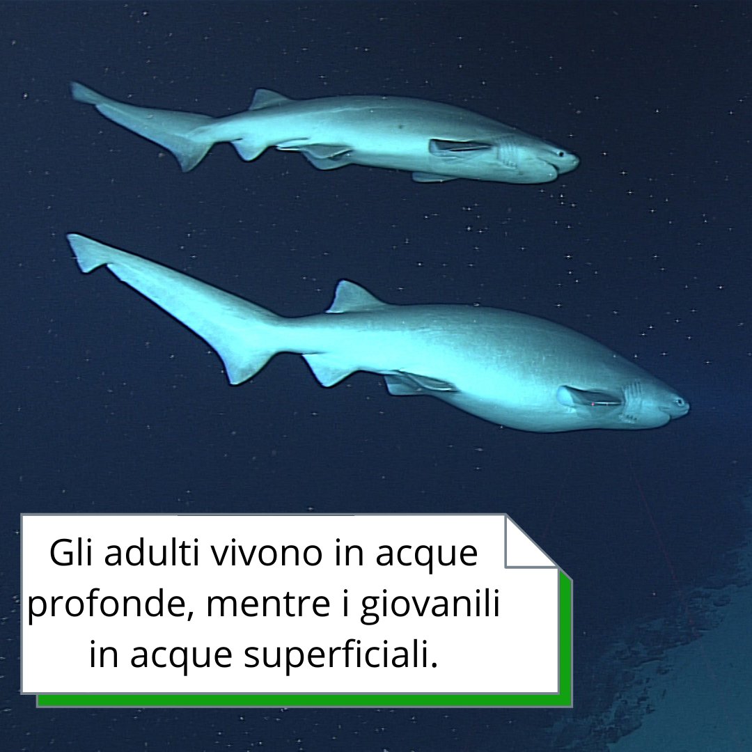 sharkPulse_italia tweet media