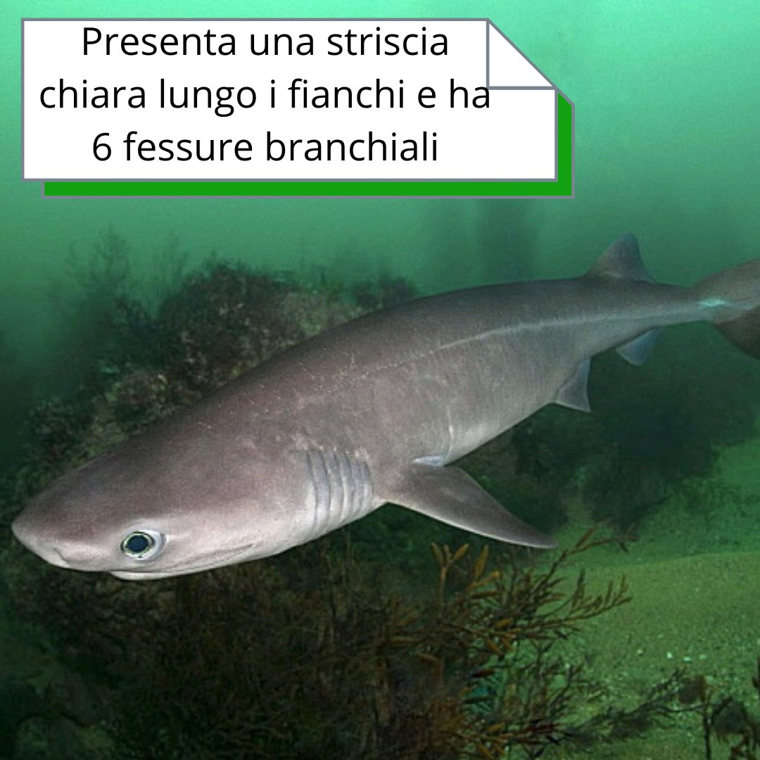 sharkPulse_italia tweet media