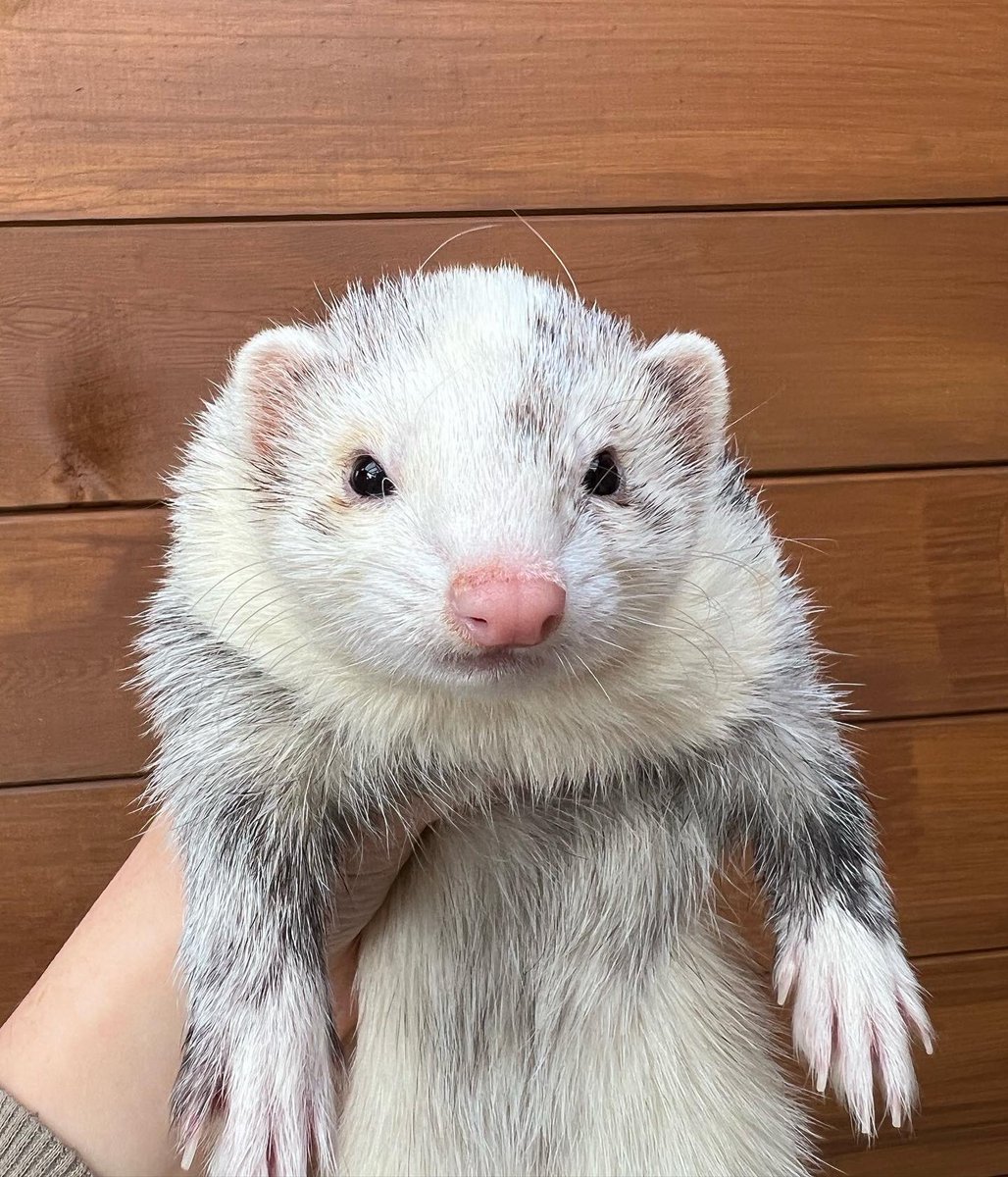 FerretsL's tweet photo. Chonk 🐻 #ferret #cute #TwitterOfTime https://t.co/j05e4O9YzM