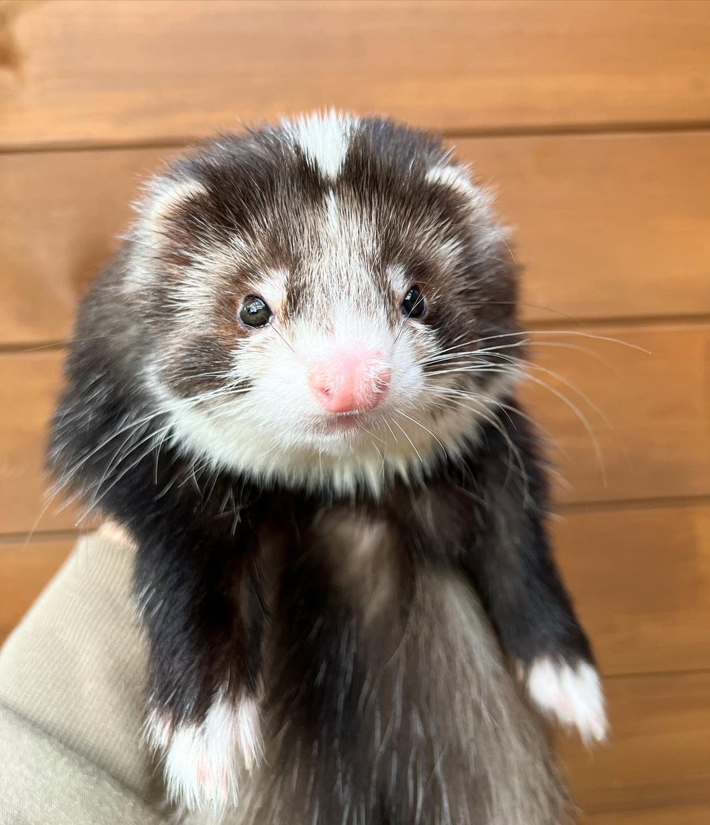 FerretsL's tweet photo. Chonk 🐻 #ferret #cute #TwitterOfTime https://t.co/j05e4O9YzM