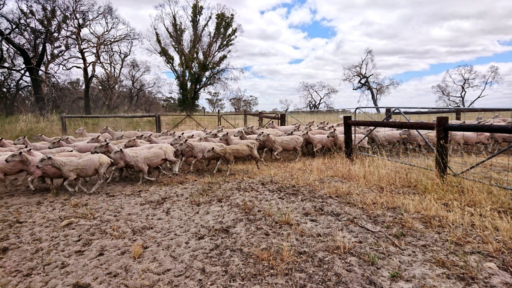 JanelleHockEd's tweet photo. @IrelandsFarmers Shearing time in South Australia https://t.co/qfLGrHub9k