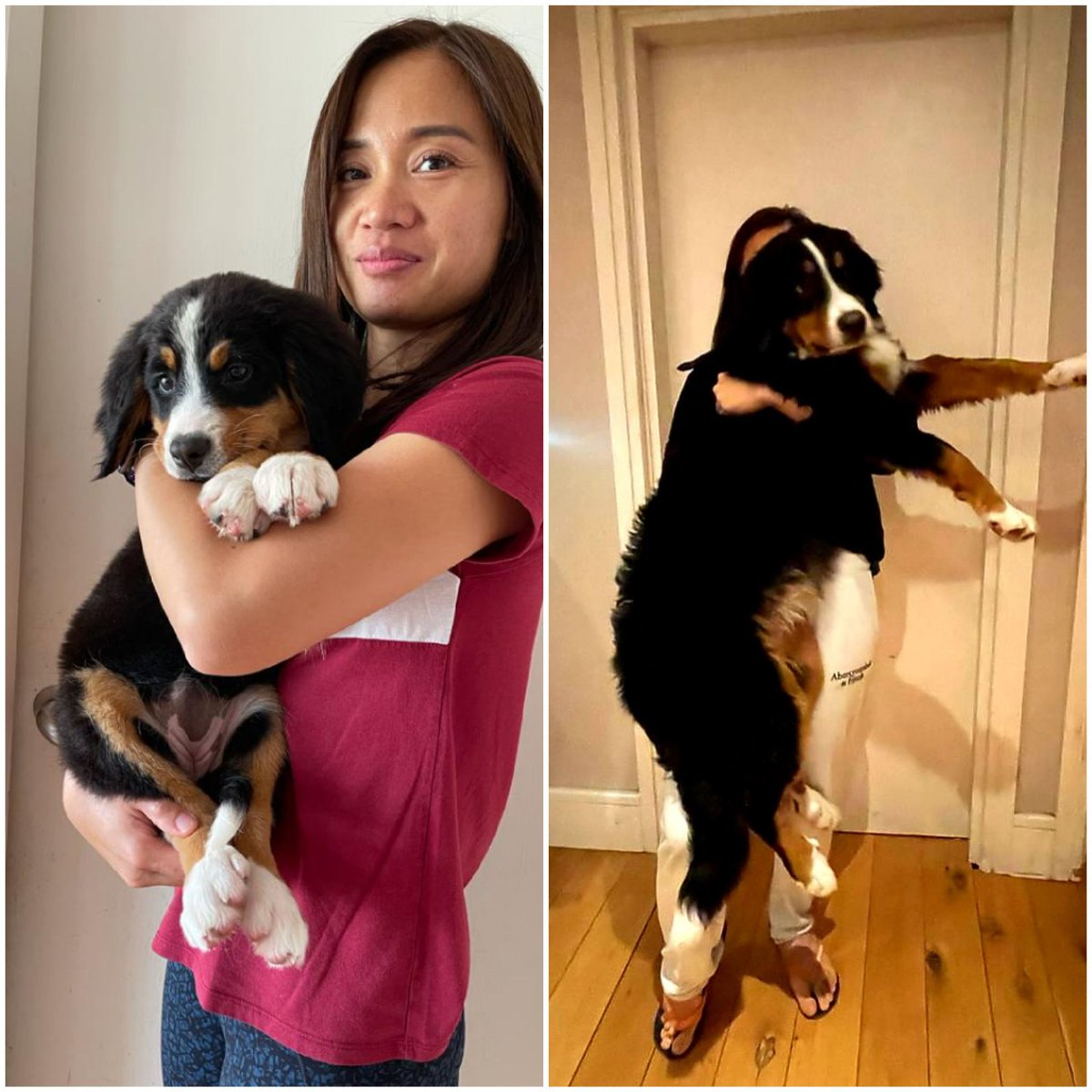 ButtonBernese's tweet image. Four months later, surely I&apos;ll stop growing soon😬 #berner #bernesemountaindog #puppy #DogsofTwittter
