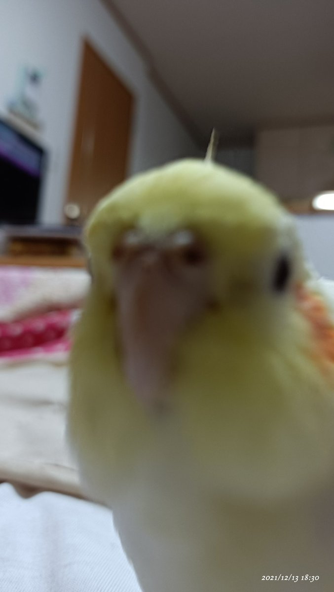 okame_Rubow's tweet photo. ドアップ坊 https://t.co/gKLwp3KPkP