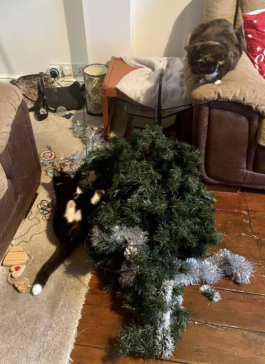 BarneyBeernard's tweet photo. Pals, remember that my tree went up last night?! This is the scene this morning 😥 https://t.co/mj0EeZ3Dyx