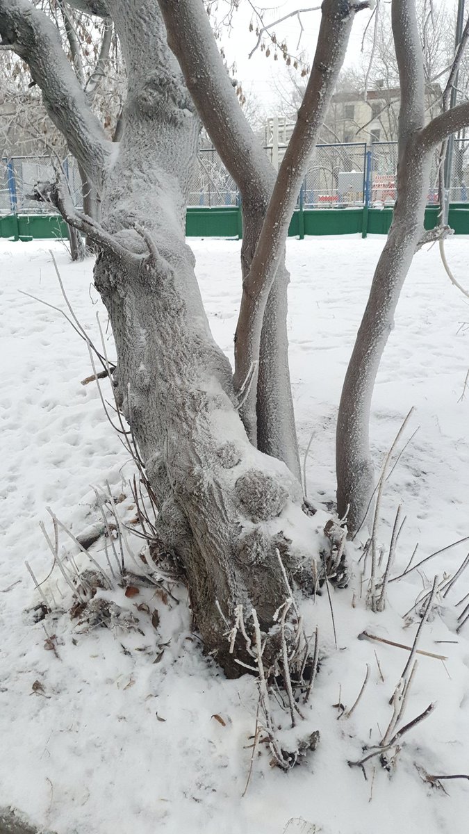 nubifera's tweet photo. everything is covered in thin layer of snow https://t.co/am3yHshylI