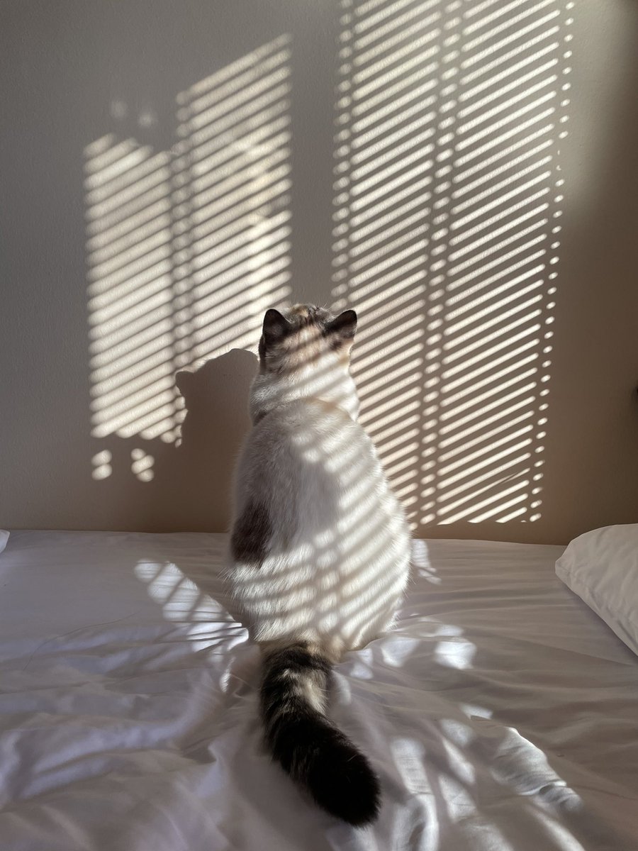 แสงเย็น