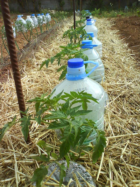 eskocells's tweet photo. Sistema de reg per degoteig solar. #horturbà #hort #comfer #ecologia 💚💚💚https://t.co/8MpfhXYHKx https://t.co/YMZSiS8vhi
