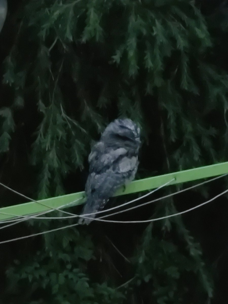 VintageBauer's tweet photo. ...aaand now we're off for the night.
Happy hunting.
#AussieBackyard
#TawnyFrogmouth
#bird https://t.co/eNnZSPkaJf