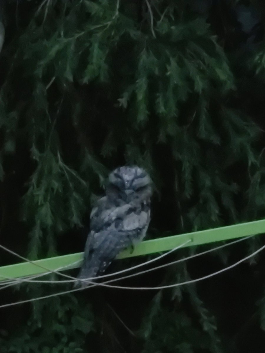 VintageBauer's tweet photo. ...aaand now we're off for the night.
Happy hunting.
#AussieBackyard
#TawnyFrogmouth
#bird https://t.co/eNnZSPkaJf