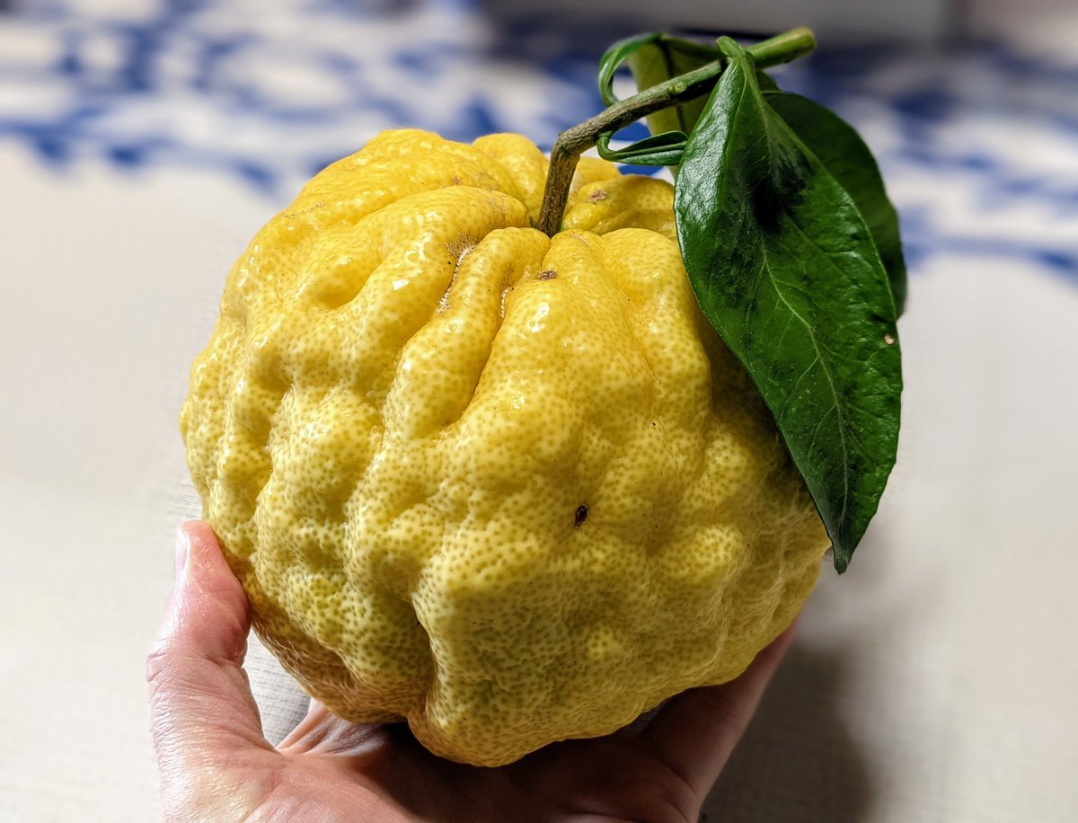 鬼柚子 Twitter Search Twitter