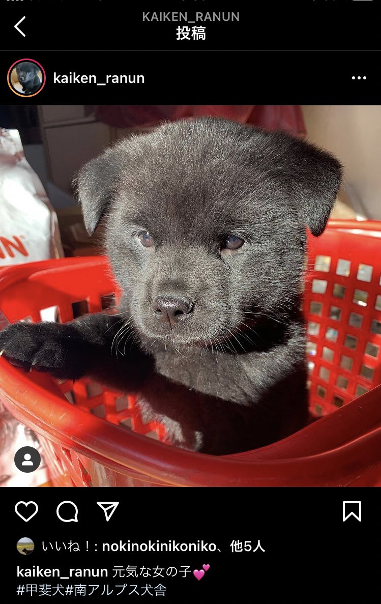 甲斐犬南アルプス犬舎 本日お迎えしていただいた子 めっちゃかわいい 甲斐犬 T Co Qf8y39moxm Twitter