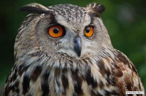 luxembourgize's tweet photo. #NeudorfDirectBridge opposition:
"Forest will be destroyed"
"What about the owls?"
"Bridge should be near church"
"We don't want any bridge"
Mobility alderman @P_Goldschmidt: "You can't build it everywhere, geological requirements and landownership need"
https://t.co/waRSgrXC0W https://t.co/haj44jsaVn