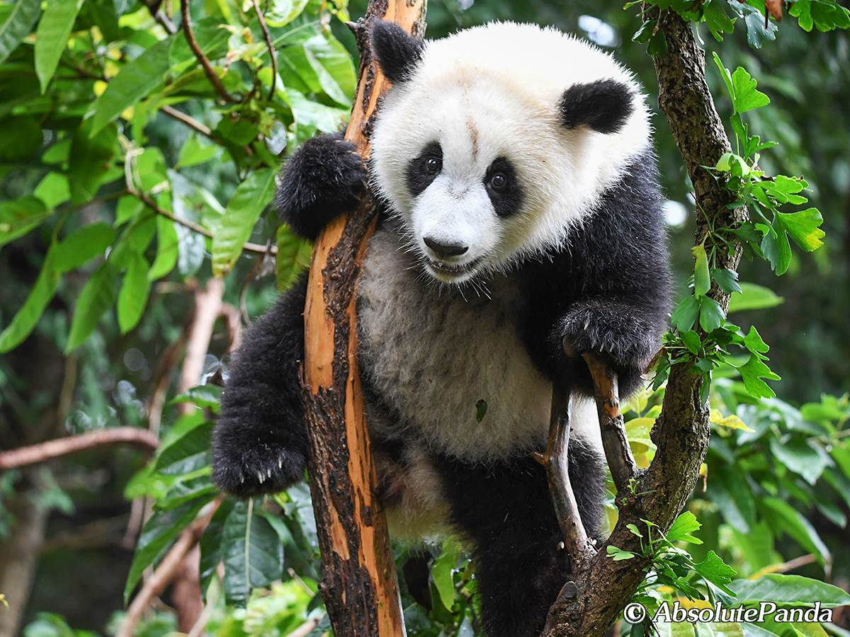 AbsolutepandaCD's tweet photo. Who gnawed the bark? The poor ginkgo tree lost its bark as the naughty giant panda climb up and down every day. Anyway, as the ginkgo tree is the city tree of Chengdu when the panda is our national treasure, it is nice to see both of them in one picture.
#AbsolutePanda #ginkgo https://t.co/uyV1wHVh19