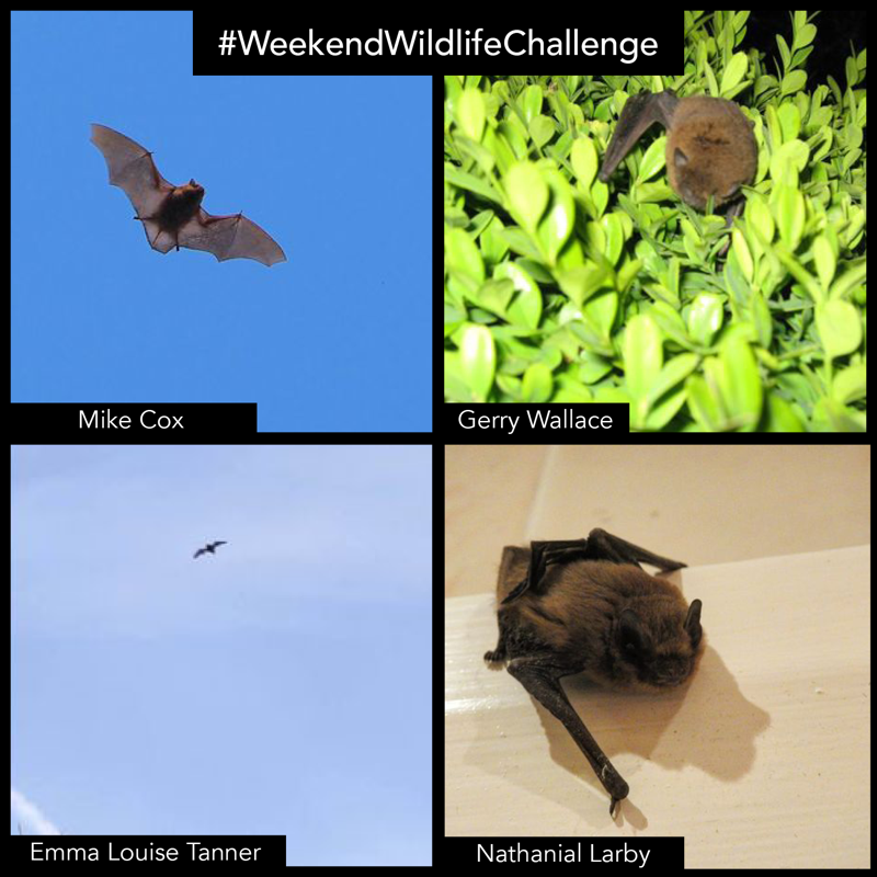 wildlifeaid's tweet photo. It really was a tricky task, for this week's #weekendwildlifechallenge.
However, some of you succeeded in photographing this weeks chosen species, and here's the proof!
#wildlifephotography
#photographychallenge
#photooftheday https://t.co/wOx2zGTNFk