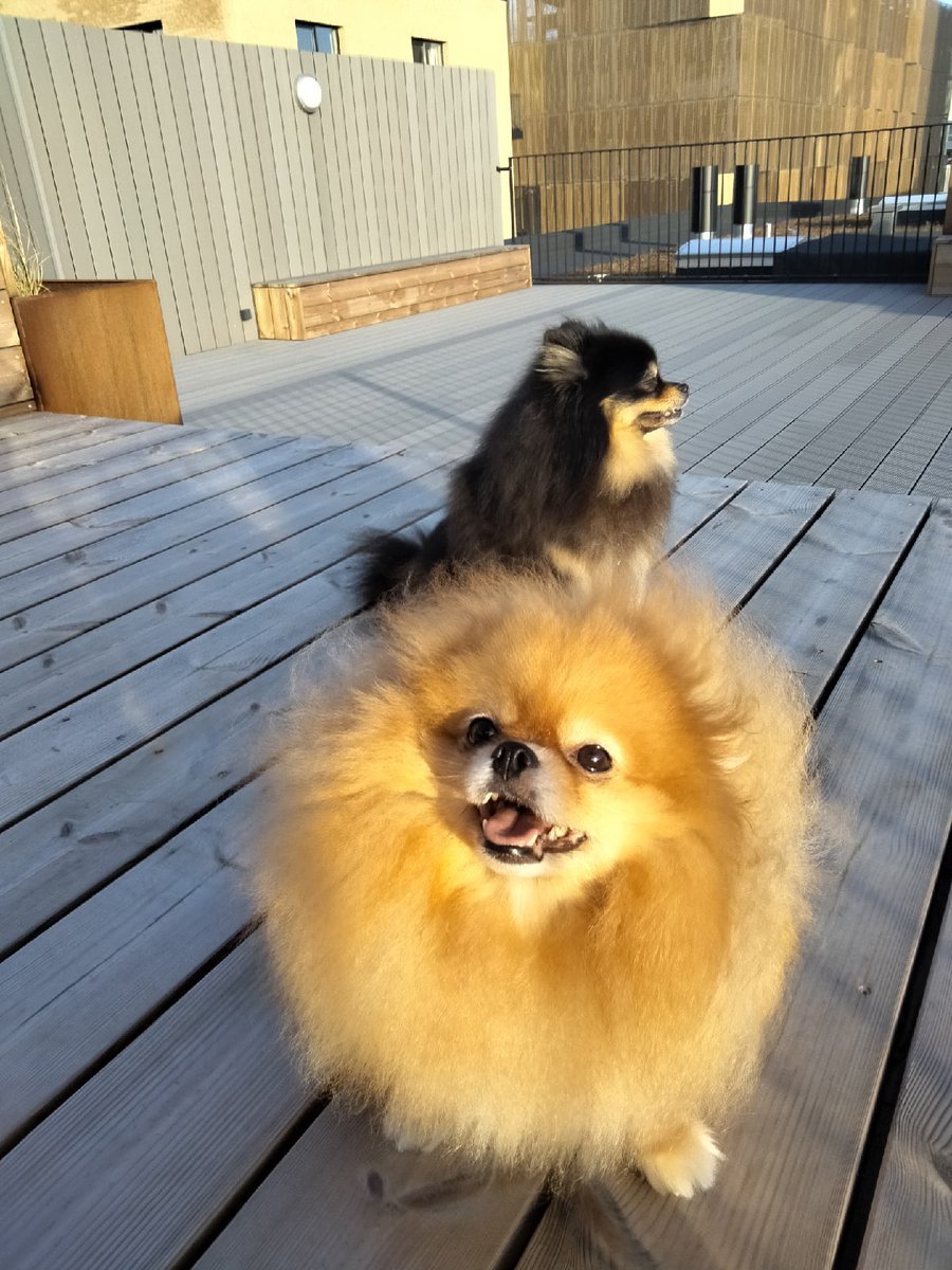 dogsunderhood's tweet photo. Здравствуйте, меня зовут Анна, девочек Ари и Баки и мы живем в Дании, в городе Копенгагене. За свою неделю я хочу рассказать вам в целом насколько жизнь тут для собак отличается от  того что было в России, в целом о породе и все прочее о чем вспомню. Вопросы приветствуются! https://t.co/AkCeUHJixT