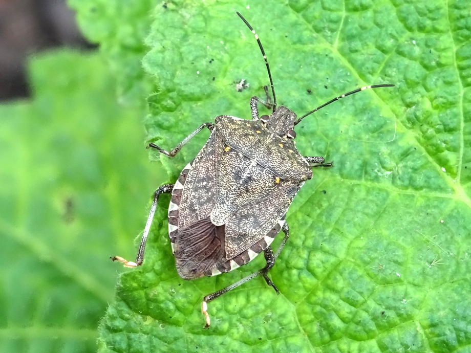_mogblog's tweet photo. Die Marmorierte Baumwanze (Halyomorpha halys) breitet sich seit einer Weile auch in Berlin aus. #mogblog hat an der #Gneisenaustraße mitten in #Kreuzberg eine besonders hübsche entdeckt: https://t.co/gB8Zhg9rHe #Xhain @WirdNichts https://t.co/zBkoYj3Y7w
