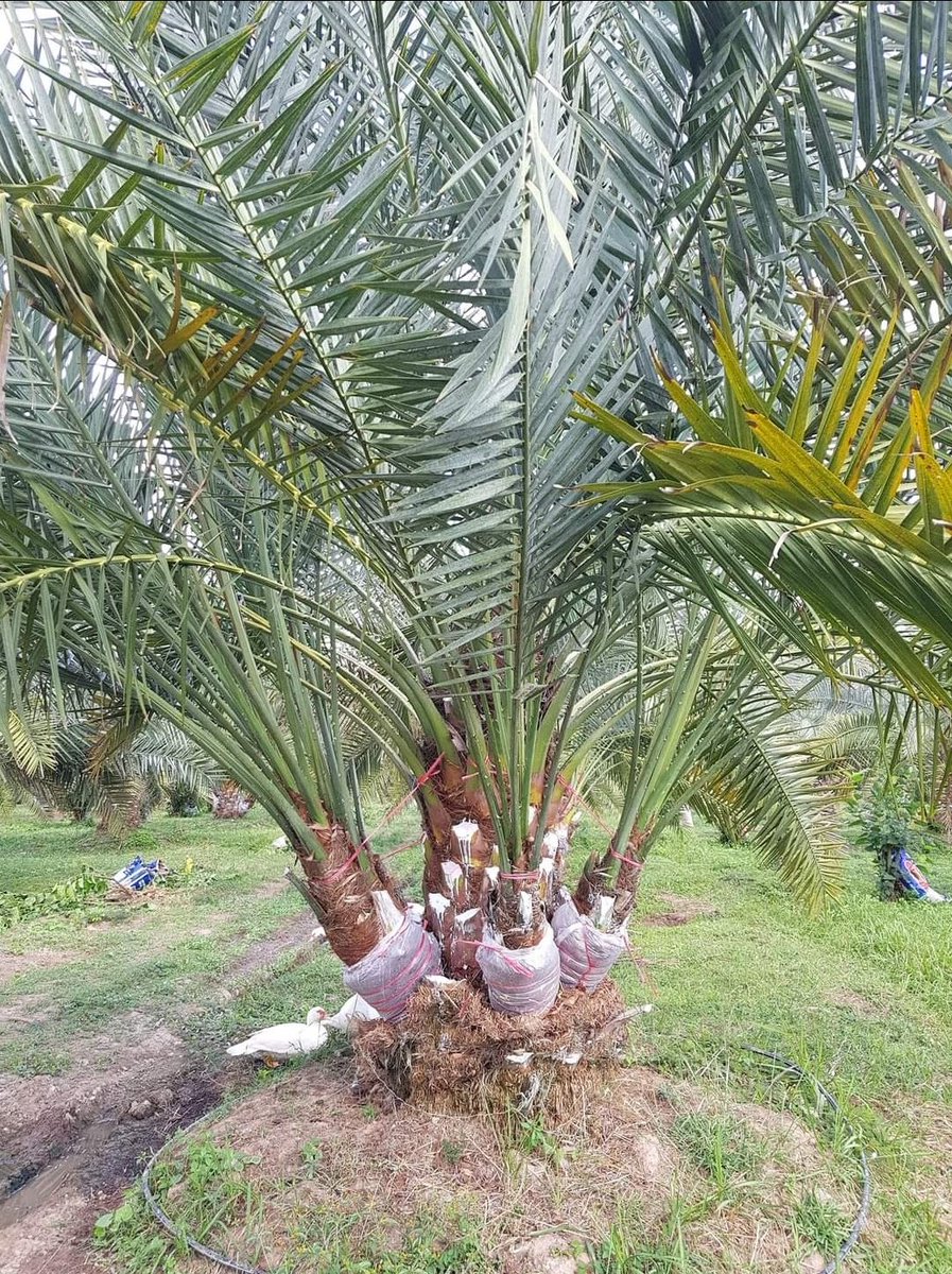 Nakhyl1's tweet photo. تعجبني العناية الشديدة بالنخلة و بفروخها هذه نخلة في تايلاند بارك الله لهم فيها https://t.co/C8fj6SJWrI