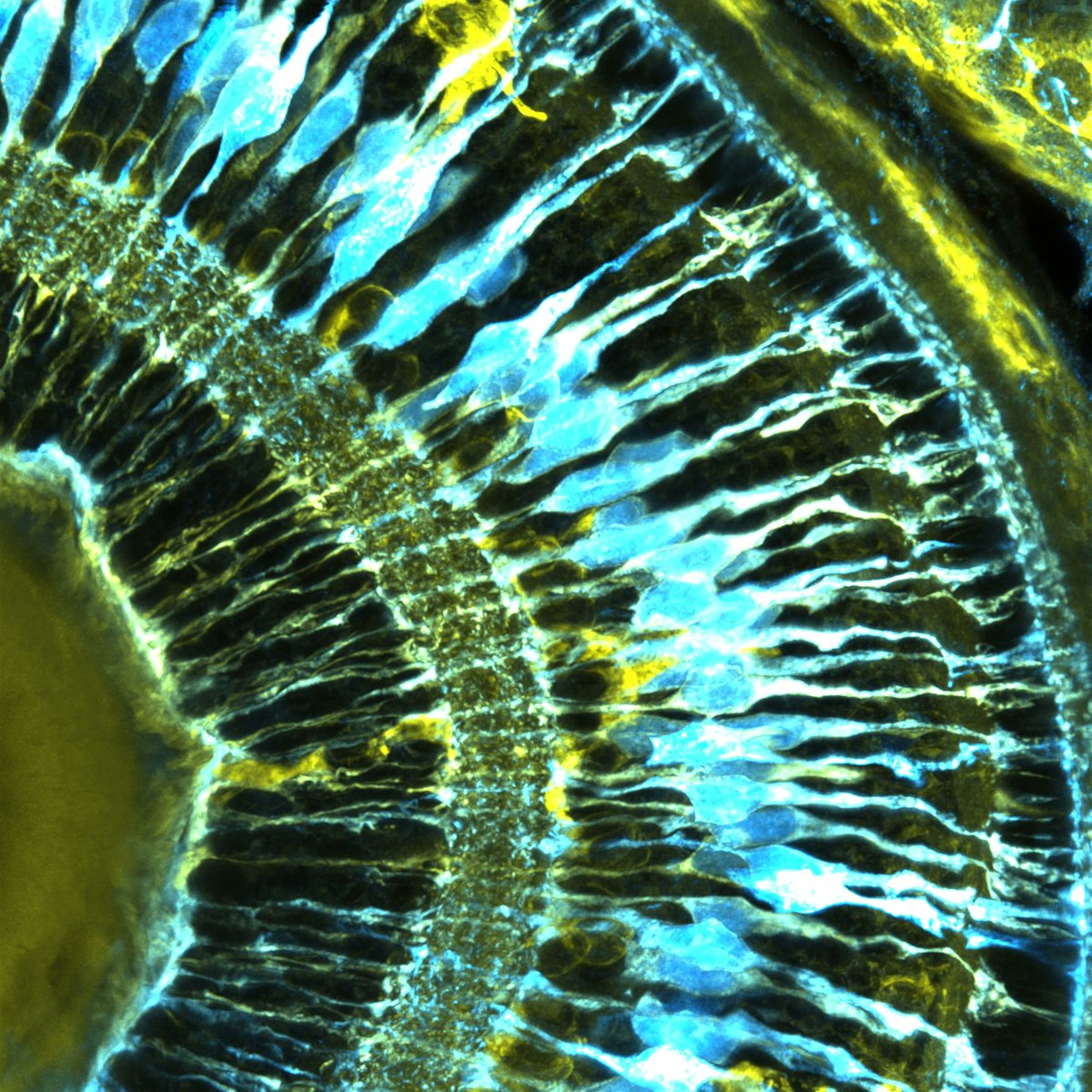 KuglerElisabeth's tweet photo. #SciArt advent calendar door #13

Look at this beautiful stunning image acquired by .@MacDonald_Lab.
We love glia, so should you!

#dataScience #BIAnalysis #immunoHistoChemistry #staining https://t.co/tjCnf92yfC