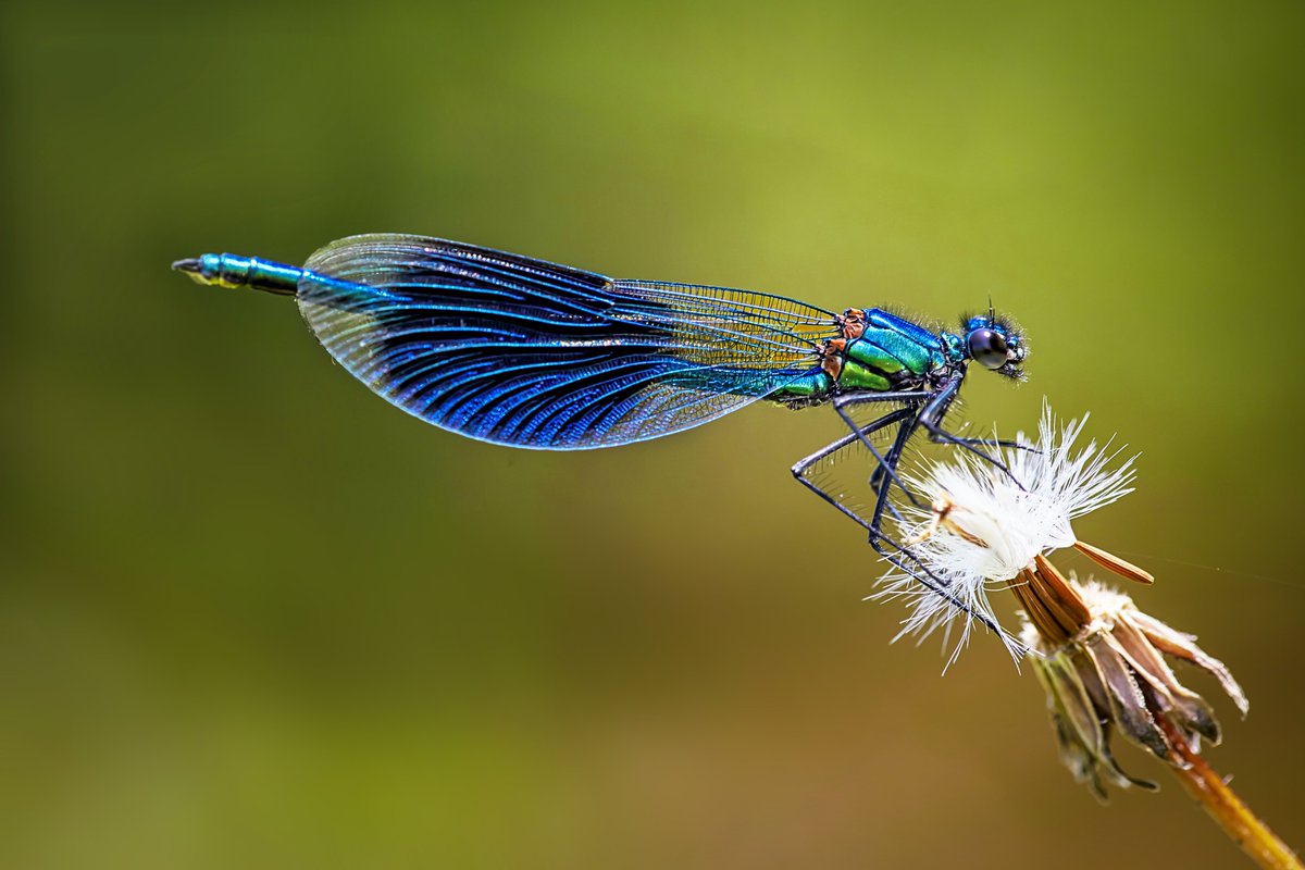 Dragonflies are threatened🆘🚨 The destruction of wetlands is driving the decline of #dragonflies worldwide, according to the 1st global assessment of these species in the new update of the @IUCNRedList More via @IUCN iucn.org/news/species/2…