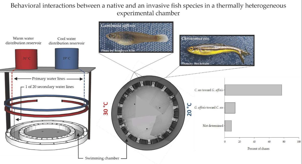 Fishes_MDPI's tweet image. Behavioral Interactions between a Native and an #InvasiveFish #Fish in a Thermally Heterogeneous Experimental Chamber mdpi.com/2410-3888/6/4/…
by Lindsy R. Ciepiela, Ryan M. Fitzpatrick, Samuel T. Lewis, @KannoFishLab
 @COParksWildlife  @MyODFW @ColoradoStateU
#Gambusiaaffinis