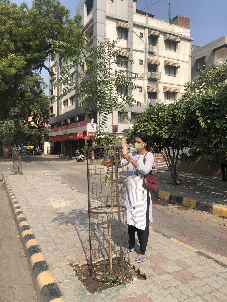 The 'Asopalav' fell down due to Tauktae cyclone in June; could not be restored.

I and my wife replaced it with the neem tree in the same month.

Latest picture taken in Dec 2021 while my mom was tying it to prevent the friction of trunk with the tree guard.

#SustainableLiving