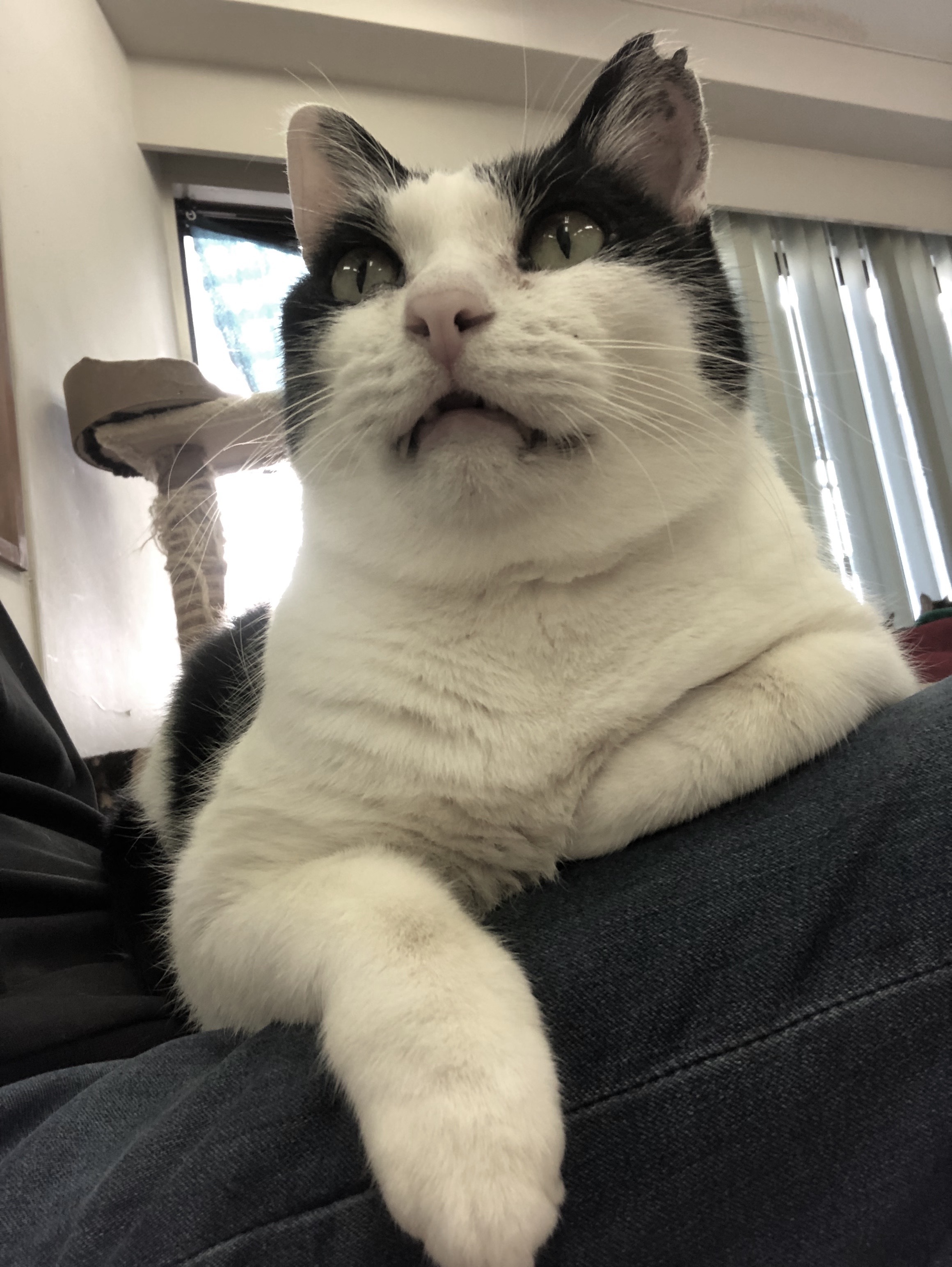 猫カフェwill Twitter Search Twitter
