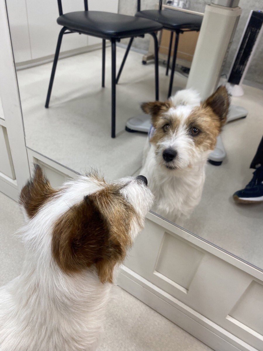 今日もイケてるな〜オレ…
#写真で一言 #犬のいる暮らし #おかゆ