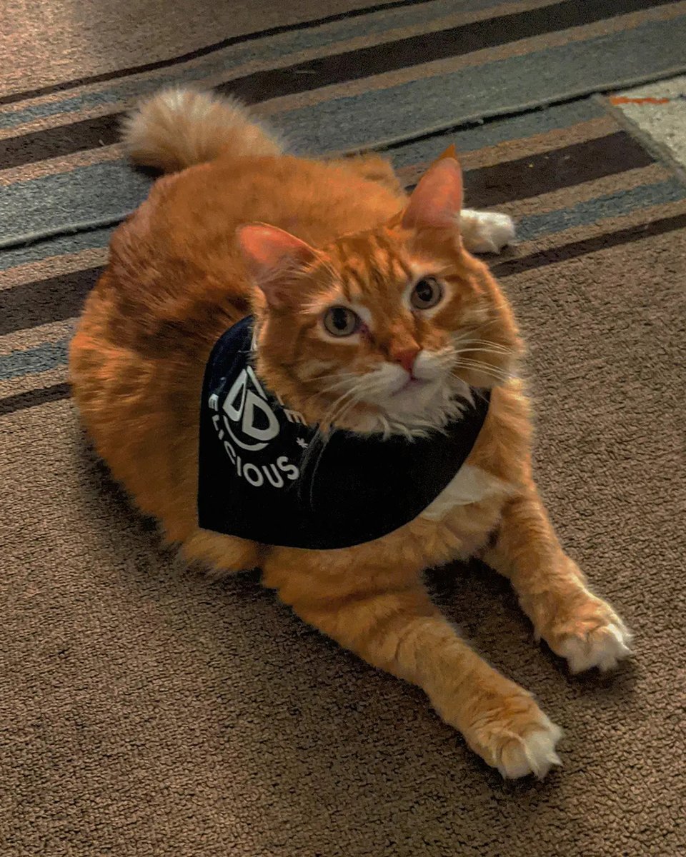 DoubleCannabis's tweet photo. Welcome to Monday from Wonky the cat #notadog #DDDogs #cannafam https://t.co/YsbgWvavom