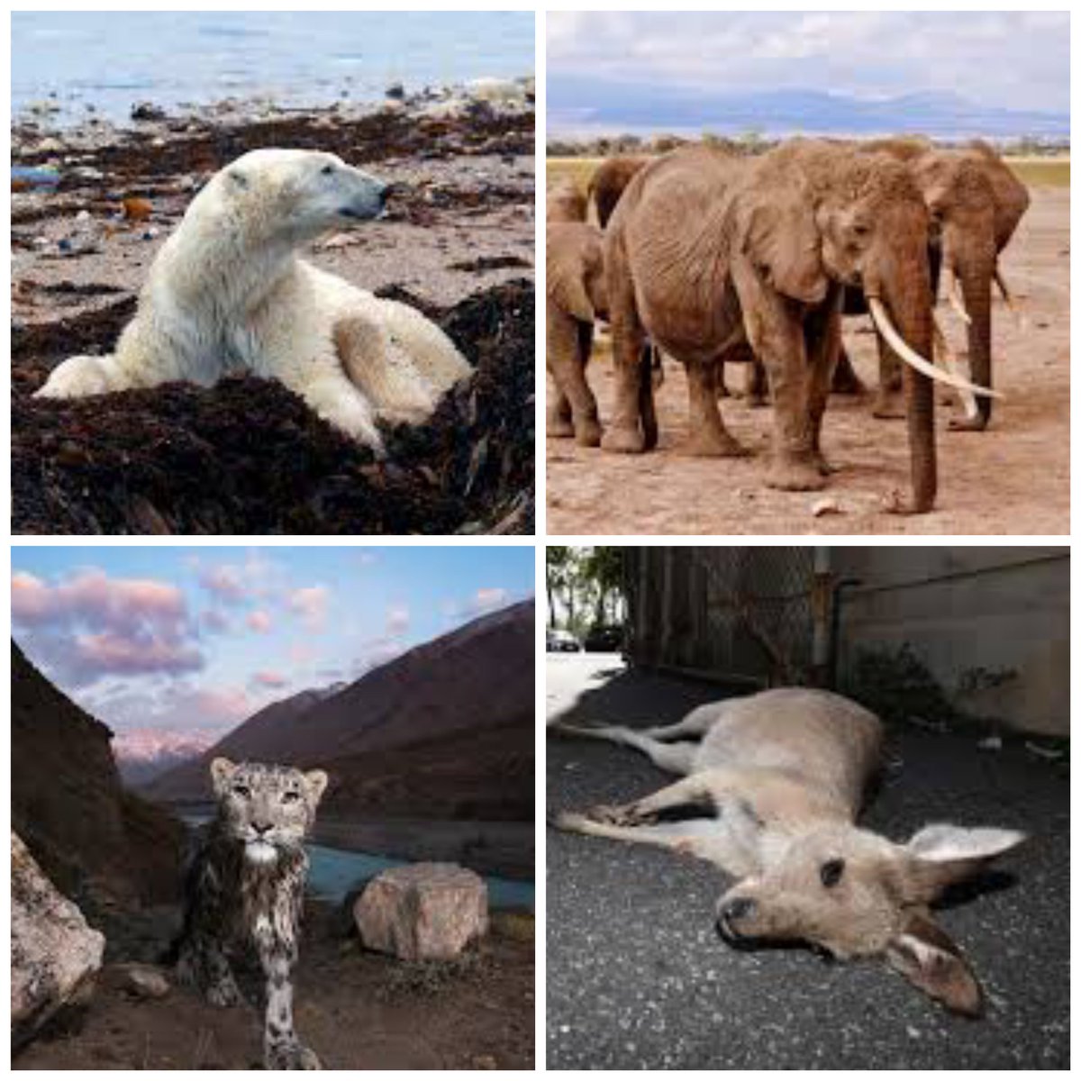 This is what climate change has done to Mother Earth.From Melting of Glaciers, Deforestation, Habitat loss,Mass Extinction and what not. But now it's time to act for nature.
#Planetoverprofit 
#ClimateCatastrophe 
#AnimalRights 
#ClimateActionNow