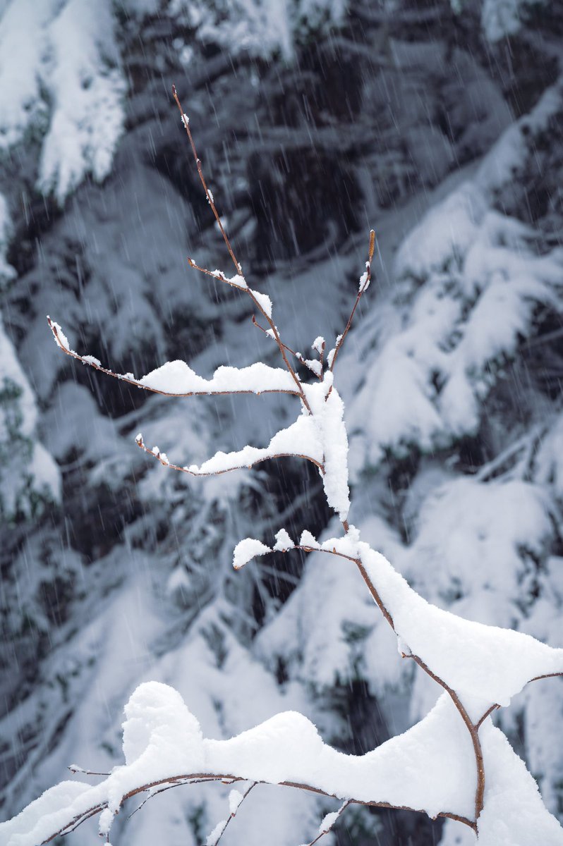 Grace under pressure 
Hope the week treats you well🌲