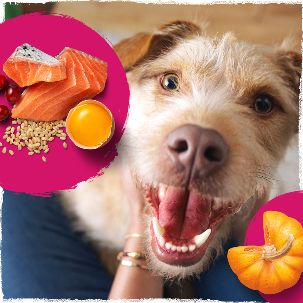 You won’t find fillers in Beyond’s recipes. Just real, recognizable ingredients like wild-caught salmon, farm-raised beef &amp; superfood pumpkin. Our recipes are designed to bring real benefits like digestive support, healthy energy, joint health, &amp; immune support to mealtime.