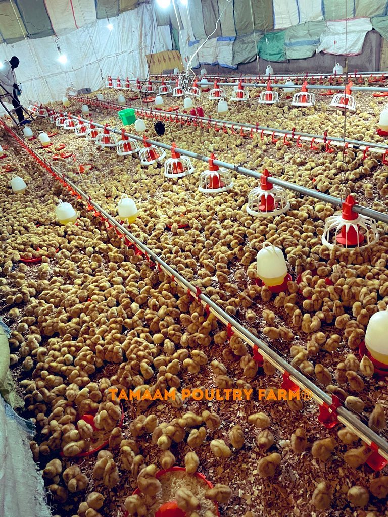 tamaampoultry's tweet photo. What time can do to the life of a chick: Pic 1 shows Day Old Chicks, π₯ Pic 2 & 3 show the same chicks but now 5 weeks old. Brooder extended to accommodate their body growth. #TamaamPoultryFarm #YourSourceOfProtein π₯ https://t.co/DbBufaBBtl