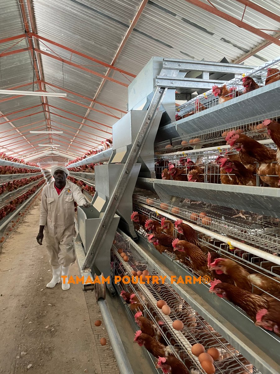 tamaampoultry's tweet photo. What time can do to the life of a chick: Pic 1 shows Day Old Chicks, π₯ Pic 2 & 3 show the same chicks but now 5 weeks old. Brooder extended to accommodate their body growth. #TamaamPoultryFarm #YourSourceOfProtein π₯ https://t.co/DbBufaBBtl