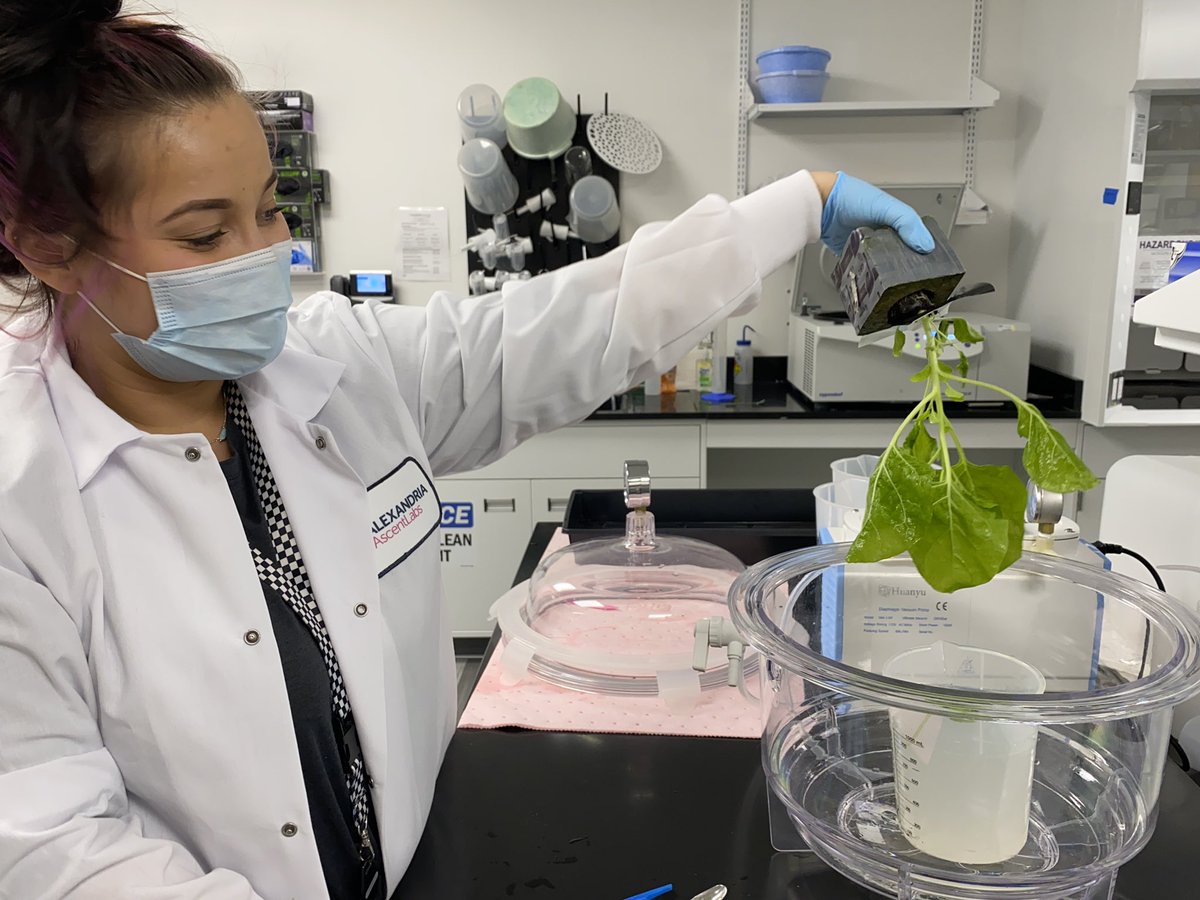 Good Monday, On friday we use a vacuum to help infiltrate our plants. On mondays we get to check for results. 🤞🏾